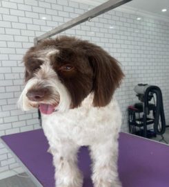 Pawcasso Dog Grooming