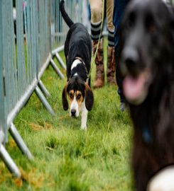 Rora Boarding Kennels and Cattery