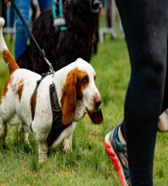 Rora Boarding Kennels and Cattery