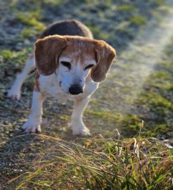 Paws for Adventure Peterhead