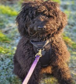 Kathleen Burnett Canine Beautician