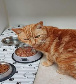 Clunie Cattery