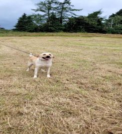 Carneyhall Kennels