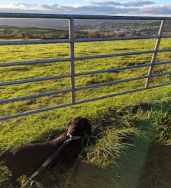 Mountain View Boarding Kennels Newry