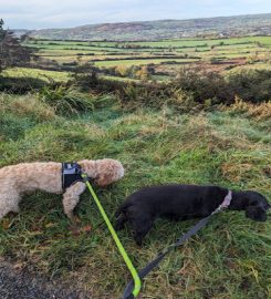 Mountain View Boarding Kennels Newry