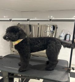 Doodle Lu's Dog grooming