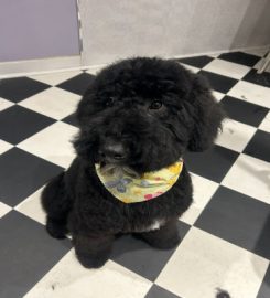 Doodle Lu's Dog grooming