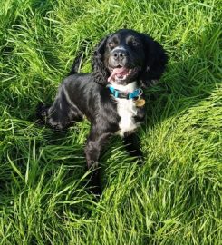 Precious Paws Dog Boarding Kennels