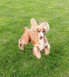 Precious Paws Dog Boarding Kennels