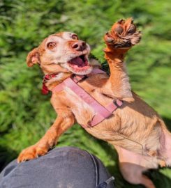 Riverview ni Kennels & Cattery