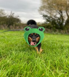 Riverview ni Kennels & Cattery