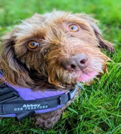 Riverview ni Kennels & Cattery