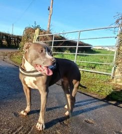 Loughy Dogs – Boarding Kennels Mid Ulster Northern Ireland