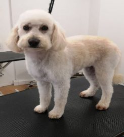 Barks 'n' Scissors Dungannon dog grooming