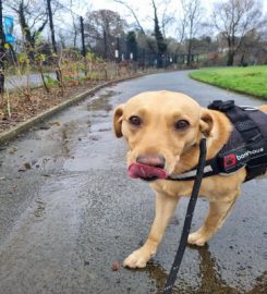 lambeg dog walkers