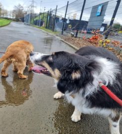 lambeg dog walkers