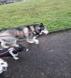 lambeg dog walkers