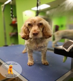 Pawfect Paws Dog Grooming