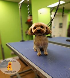 Pawfect Paws Dog Grooming