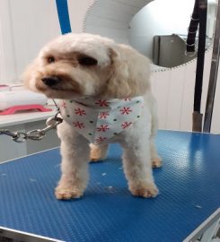 Mutts Cutts Dog Grooming