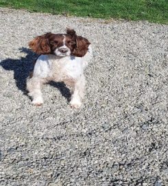 Ballypaw Kennels & Cattery