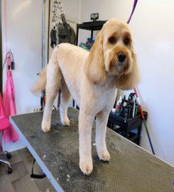 Blissful Brush Dog Grooming