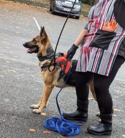 Sniffer Paws NI – Mantrailing and Scentwork