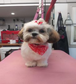 Groomed to 'Paw'fection