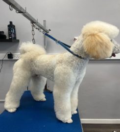 Alpha Dog Grooming Salon