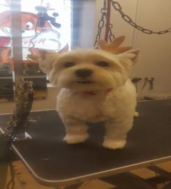 Puppy Love Dog Grooming