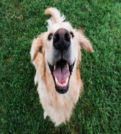 Happy Dogs