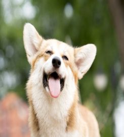 Happy Dogs