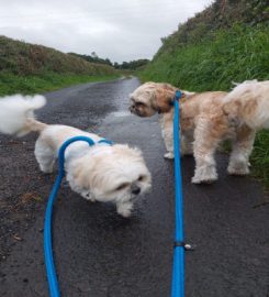 K9 Street Boarding Kennels