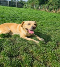 K9 Street Boarding Kennels