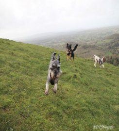 Malvern Walkies