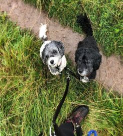 Muttley Matters Malvern Dog Walking