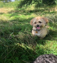 Muttley Matters Malvern Dog Walking