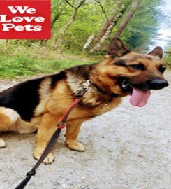 We Love Pets Windsor – Dog Walker, Pet Sitter & Home Boarder