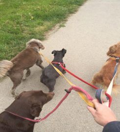 Windsor Great Bark – Dog Walking & Boarding