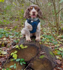 Muddy Puddles