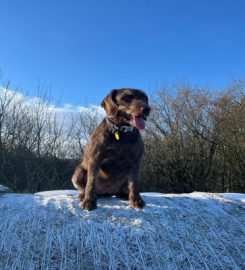 Happy Doggy – Trowbridge. Dog Walking. Doggy Daycare. Home Boarding.