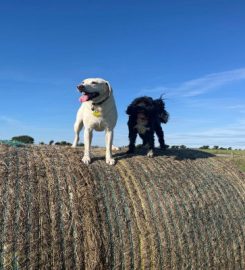 Happy Doggy – Trowbridge. Dog Walking. Doggy Daycare. Home Boarding.