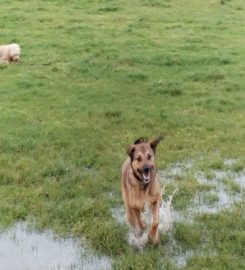 Walkies Wiltshire