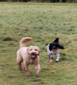 Walkies Wiltshire