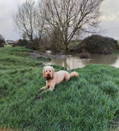 Walkies Wiltshire