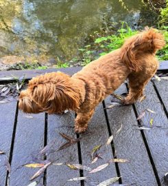 Rachael's Rambles – Dog walking & Home boarding