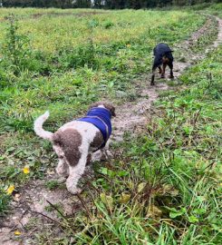 Rachael's Rambles – Dog walking & Home boarding