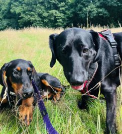 New Forest Pet Care – Dog Walking and Pet Sitting services