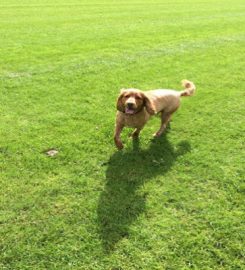 K9 Ramblers Dog Day Care