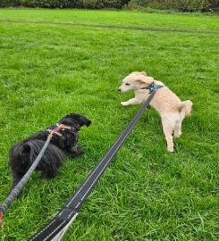 Merry Mutts – Dog Walking and pet services – Dewsbury & Wakefield